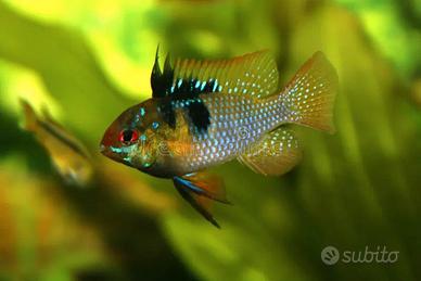 Ciclide nano - Mikrogeophagus ramirezi