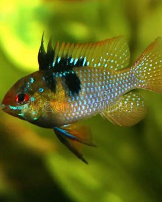 Ciclide nano - Mikrogeophagus ramirezi