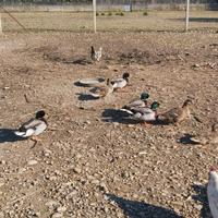 Maschio germano reale