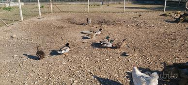 Maschio germano reale