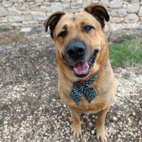 Un cagnolone di nome cucciolo