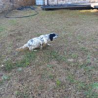 Cane SETTER DA CACCIA