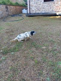 Cane SETTER DA CACCIA