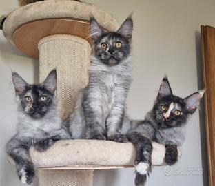 Cuccioli di Maine Coon