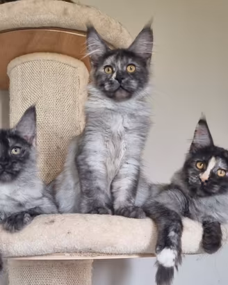 Cuccioli di Maine Coon