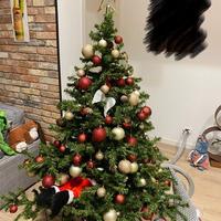 Albero di natale (natalizio)