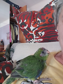 Piccolo kakariki fronte rossa