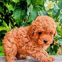 Barbone miniature toy