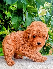 Barbone miniature toy