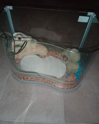 Acquario tartaruga