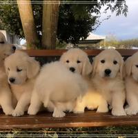 I Golden Retriever con Pedigree ENCI MASCHIETTI