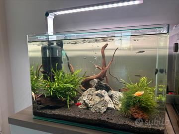 Acquario pesci