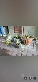 Piantine di Agave sarda varie tipologie da € 10