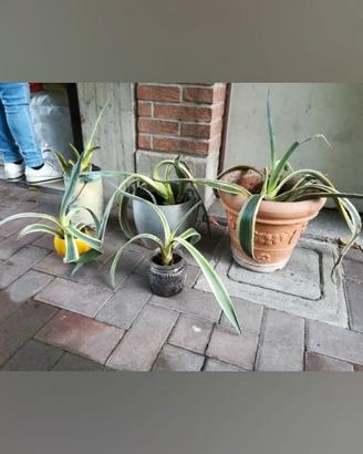 Piantine di Agave sarda varie tipologie da € 10