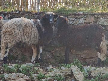 Tolgo per cambio sangue