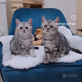 Gattini Scottish Fold e British shorthair