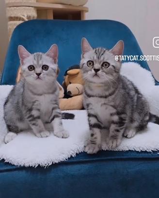 Gattini Scottish Fold e British shorthair