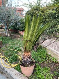 Pianta Cycas Revoluta ben radicata in vaso