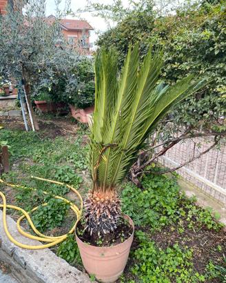 Pianta Cycas Revoluta ben radicata in vaso