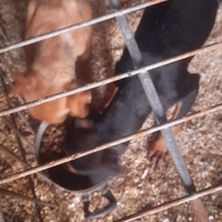 Griffone quattr'occhi della valnerina