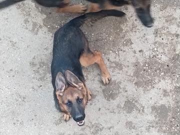 Cuccioli pastore tedesco