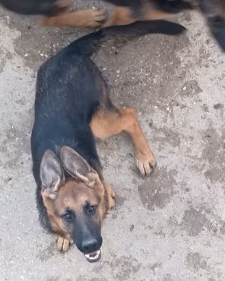 Cuccioli pastore tedesco