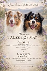 Pastore australiano Australian shepherd