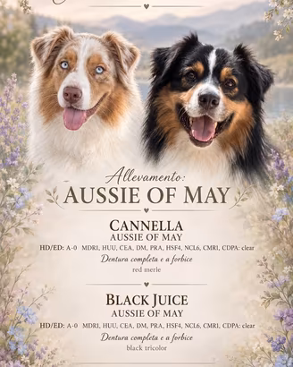 Pastore australiano Australian shepherd