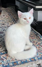 Gattina incrocio British Shortair e Angora Turco