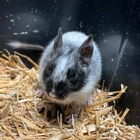 Tenerissimi Degu del Cile cuccioli