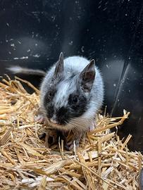 Tenerissimi Degu del Cile cuccioli