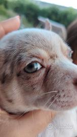 Chihuahua blue merle