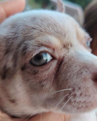 Chihuahua blue merle