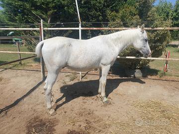 Arabino