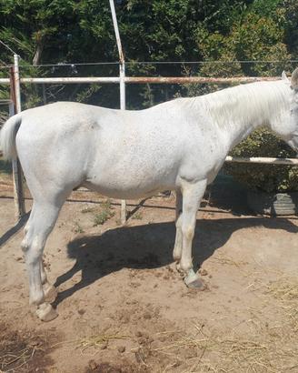 Arabino
