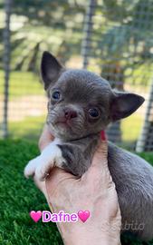 Dafne chihuahua pronta con pedigree