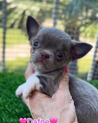 Dafne chihuahua pronta con pedigree