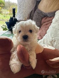 Maltese maltesi