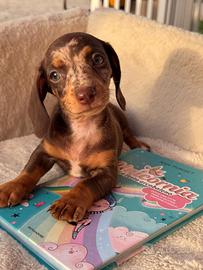 Cuccioli di bassotto