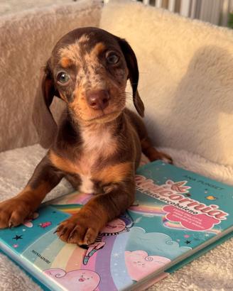 Cuccioli di bassotto