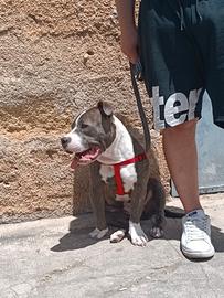 American bully