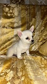 Chihuahua toy