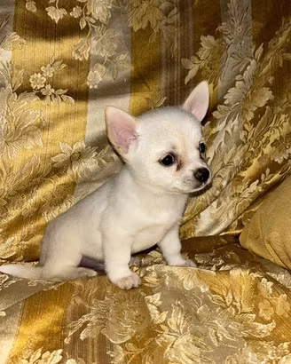 Chihuahua toy