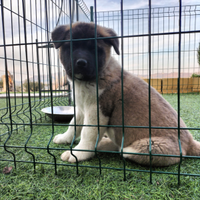 Cuccioli Akita Americano con Pedigree ENCI