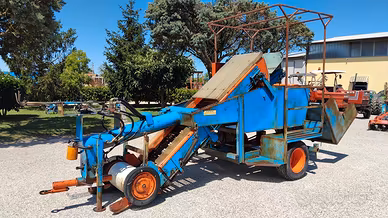 Raccogli cipolle campesato
