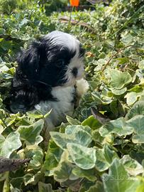 Shitzu shi-tzu