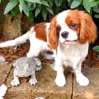 Cuccioli Cavalier King Blenheim/tricolor Pedigree