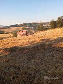 Mietitrebbia Laverda