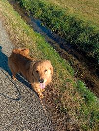Golden retriever cuccioli