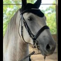 Testiera inglese nera Full